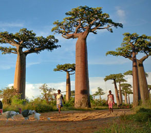 Madagascar