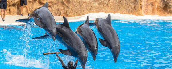 Rencontre avec les animaux du parc aquatique Marineland