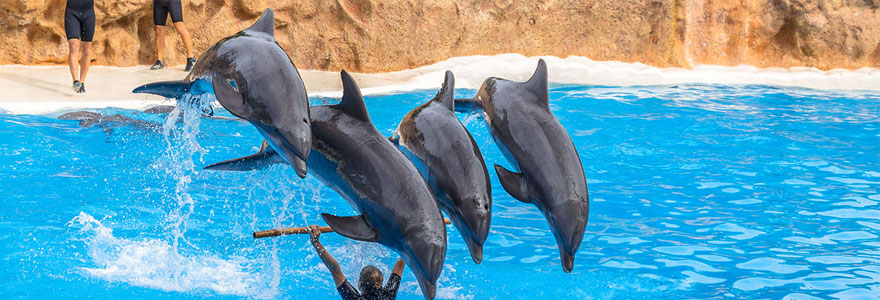 Rencontre avec les animaux du parc aquatique Marineland